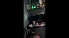 Kitten steals money from owner's computer desk