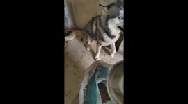 Husky's has hilarious reaction to his dinner being served
