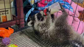 Pet raccoon drinks bottle of milk by itself