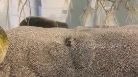 Turtle hides in sand with only its eyes and snout poking through