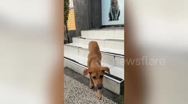 Brit finds dog in Bali - and is now trying to raise thousands to bring it home