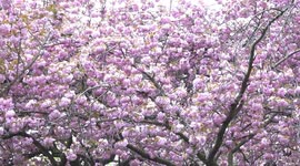 UK: Cherry blossoms in full bloom draw crowds to London's Greenwich Park