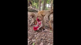 Monkey happily eats dragonfruit, gets covered in red sap in Guizhou, China