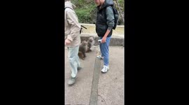 Monkey snatches drink from tourist in Guiyang, China