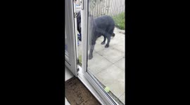 Golden Shepherd saves the day after locking mom behind the door