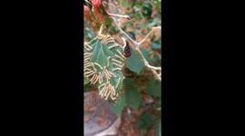 Hundreds of poisonous caterpillars covered the mulberry tree