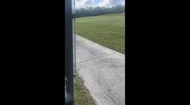 Large Three-Legged Alligator on Golf Course