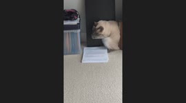 Cat Outsmarted By Paper Stack