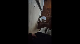 Cat In Cone Of Shame Struggles With Stairs