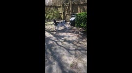 Dog Barks at Mysterious Wheelbarrow