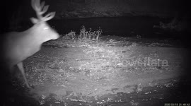 Two Unlikely Friends Out for Late Night Walk