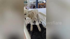 Cute lamb has wonky neck and walk after squashed in womb by big brother