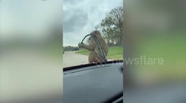 Cheeky baboon destroys car wiper on safari day out