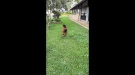 Miniature Horse Gets The Zoomies