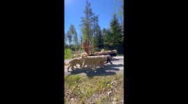 Man Walks Ten Doodles at Once
