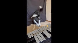 Dog's Jazzy Number for Glockenspiel