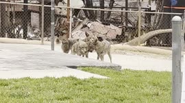 Coyotes wander through the rubble of the Eaton Fire in Altadena, California