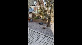 Caught red-pawed: Puppy tries to play innocent after wrecking garden
