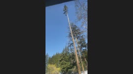 Incredible moment tree top falls and lands upright on ground below