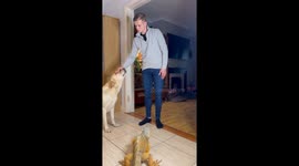 Jealous lizard steals the spotlight every time his dog sibling gets pets