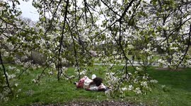 NY: People Celebrate Spring At Brooklyn Botanic Garden