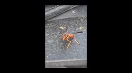 Little Wasp Cleaning Itself