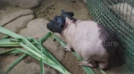 Adorable Hairless guinea Pig