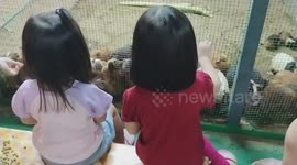 Toddlers feeding guinea pigs