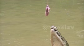 World's largest reptiles jumping for meat in Sarawak,  Malaysia