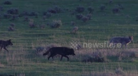 US: Wolves Use Smelly Fences To Protect Their Territory
