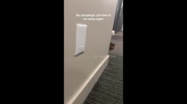 Internet falls in love with resilient zooming cat amassing over 37 million views