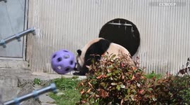 China: Giant panda star plays with new toy