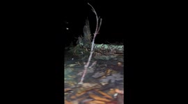 Frog sounds signal spring in North Carolina