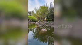 Daredevil cyclist skips across river stones in jaw-dropping stunt
