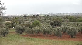 Spain: Spanish olive oil producers worried about sweeping U.S. tariffs