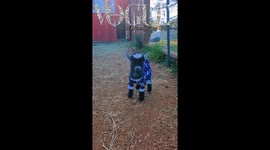 Baby pygmy goat stuns in stylish pyjamas