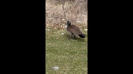 Ornery Geese Won't Let Golfers Get Their Stuff