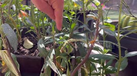 Incredible Time-Lapse of Butterfly Being Born - Florida Family Raises Monarch's In Their Backyard from Home Depot Milkweed Plants!