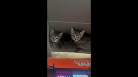 Two tiny kittens with big attitudes and synchronizing hisses