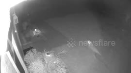 Is that a velociraptor in my front yard??!!  I know it sounds crazy, but I discovered this video when I woke up one day and thus is what was captured on my security camera over night.  We live in Florida.  There are only so many things this can be and non