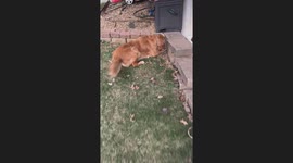 Golden Retriever Looks After Baby Bunnies
