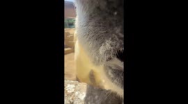 Nuniq the Polar Bear Delivers Adorable Easter POV at Kansas City Zoo