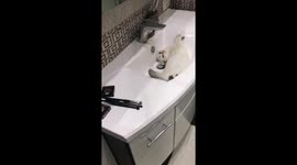 Goose the Cat Has a Lot to Say