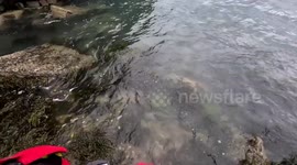 Pet dog stranded on cliff in Wales is rescued by lifeboat crew