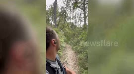 Buzzard repeatedly attacks terrified runner for 10 minutes