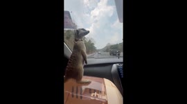 Pet meerkats ride in car with owner