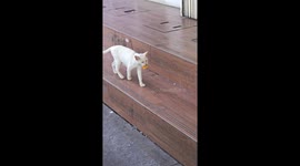 Mother cat tenderly shares her food with kittens