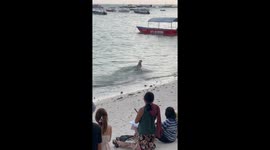 Skimboarding doggie!!!