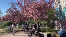 Germany: Berlin's sakura trees bloom, creating picturesque spring scenes