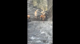 Relative slides into reservoir to save sister's stranded pet dogs